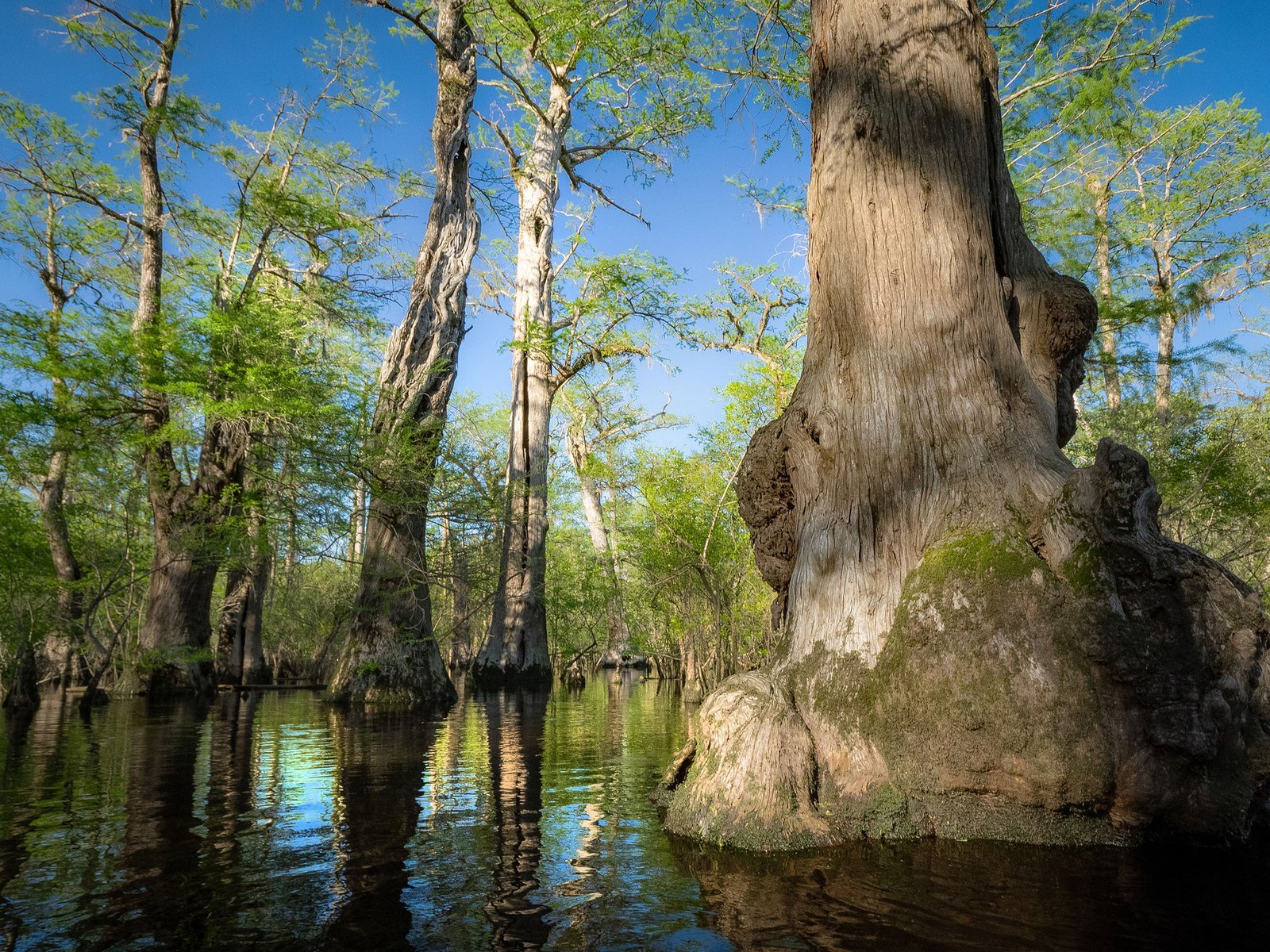 picture of bald cypress trees