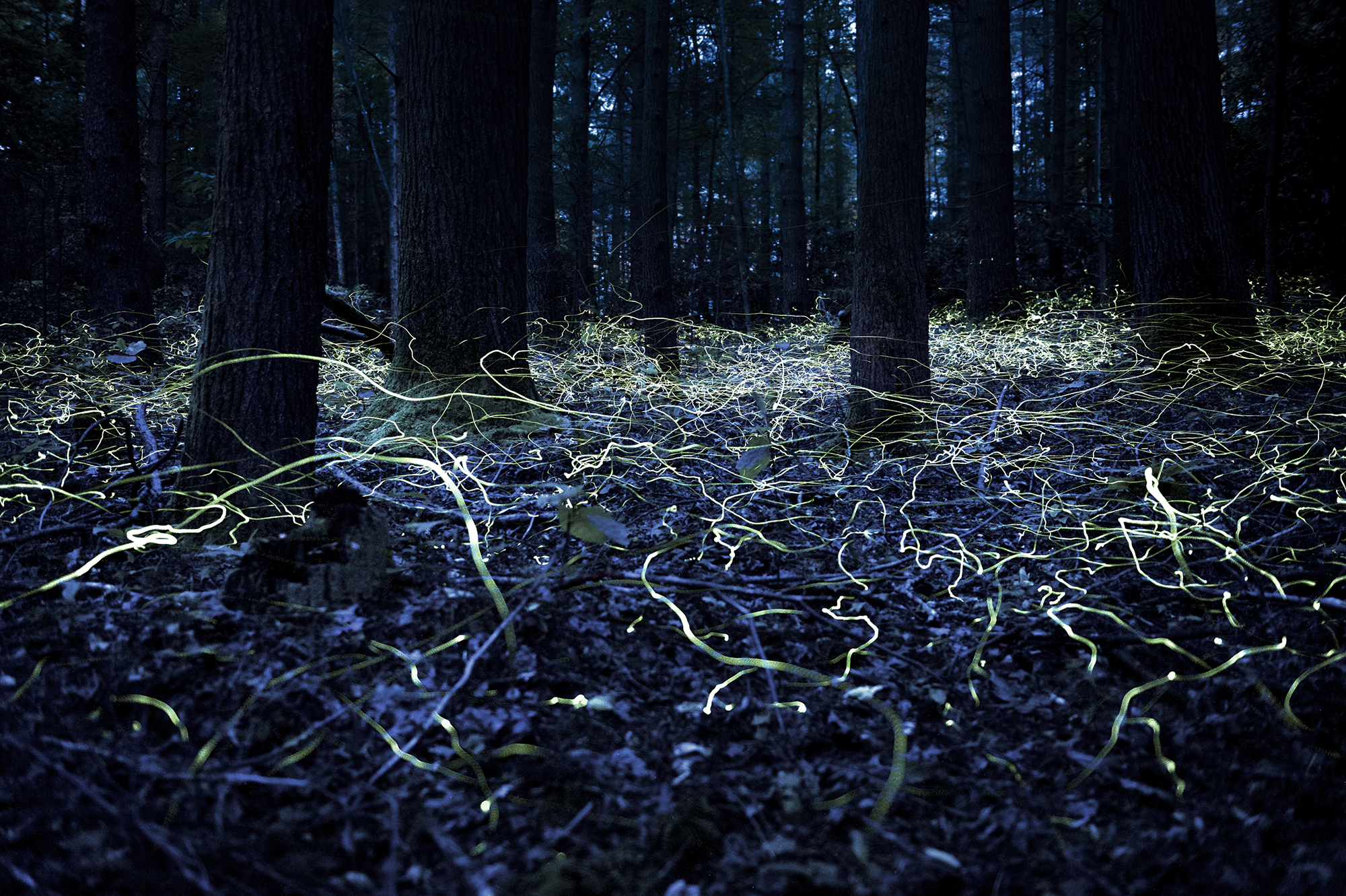 picture of fireflies emitting blue light