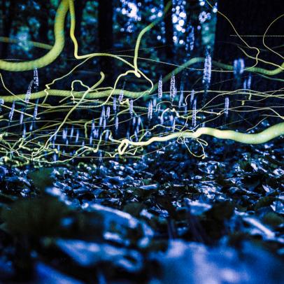 picture of blue ghost fireflies