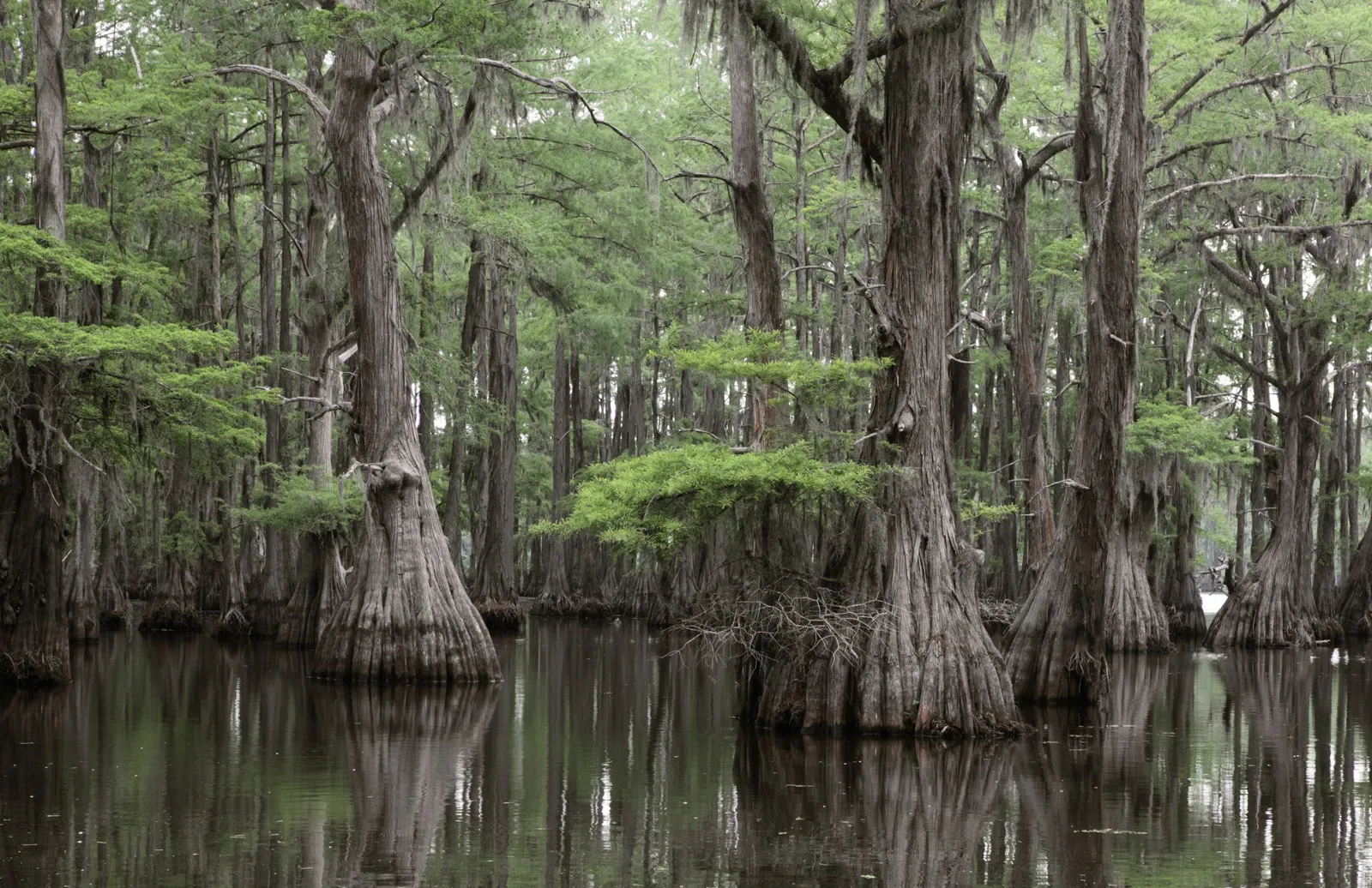 picture of cypress trees with their roots submerged