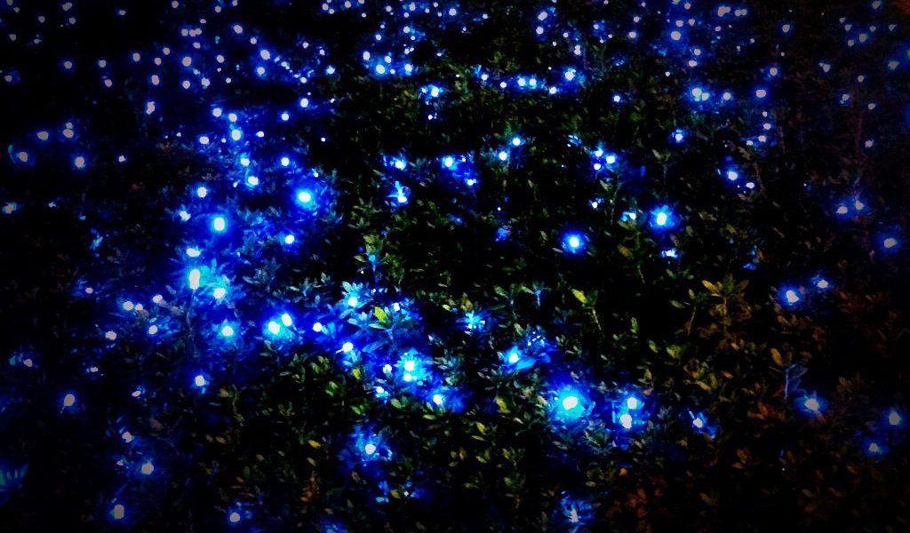 picture of fireflies emitting blue light