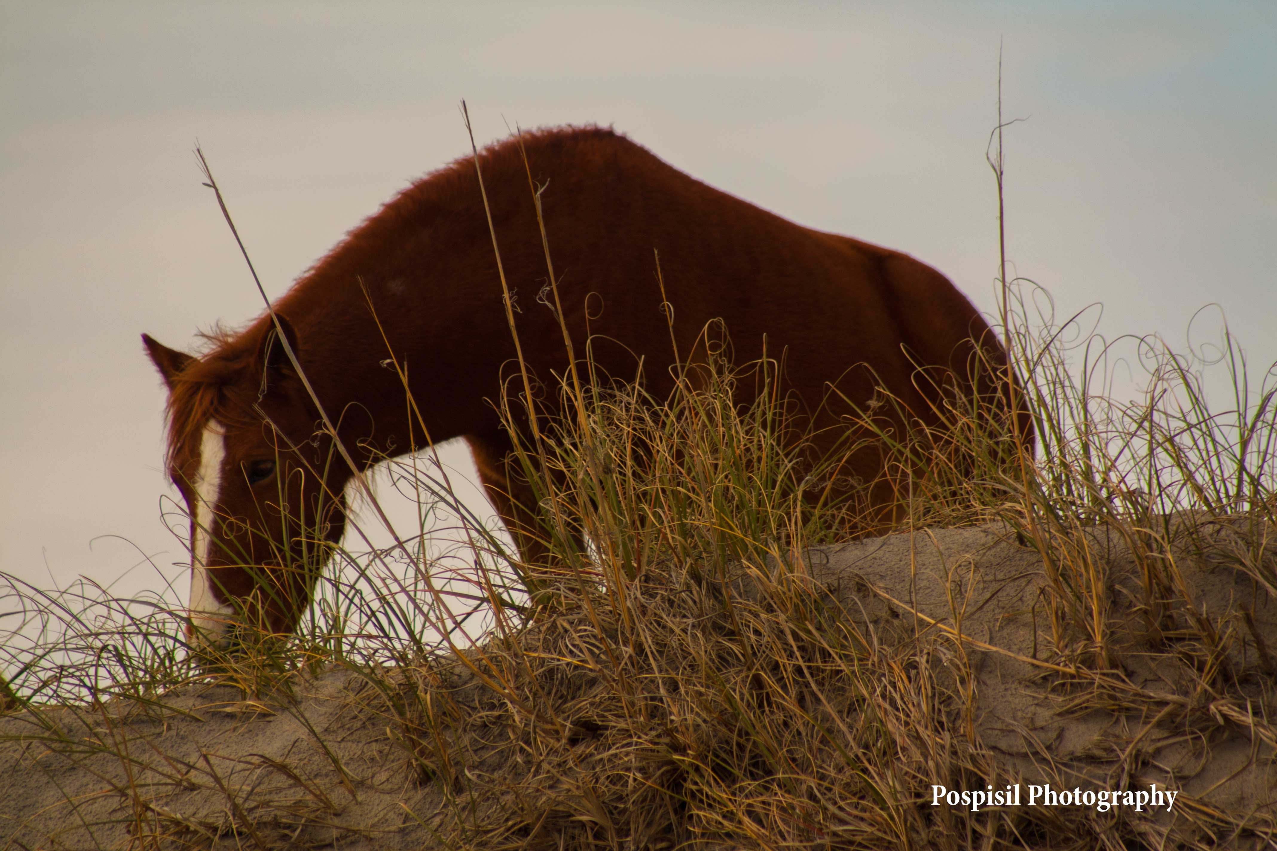 picture of wild outer banks horse grazing grass