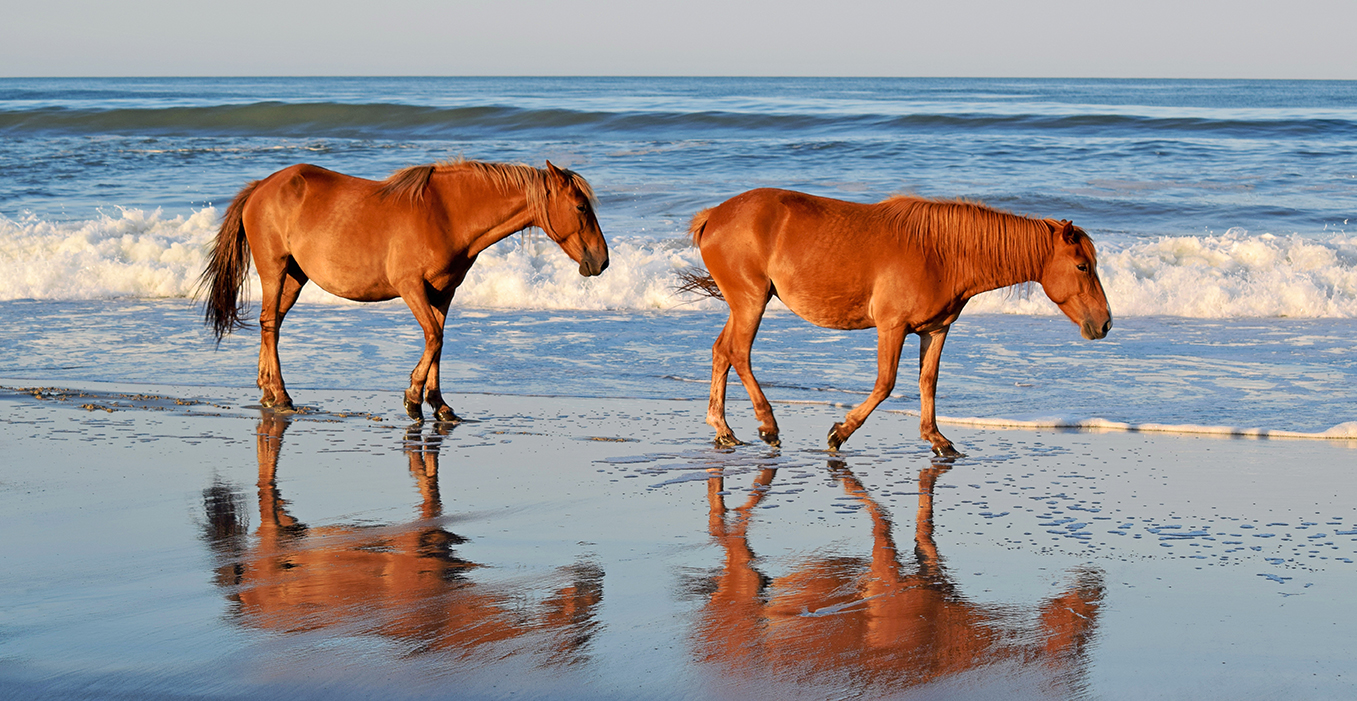 picture of horses on a beach