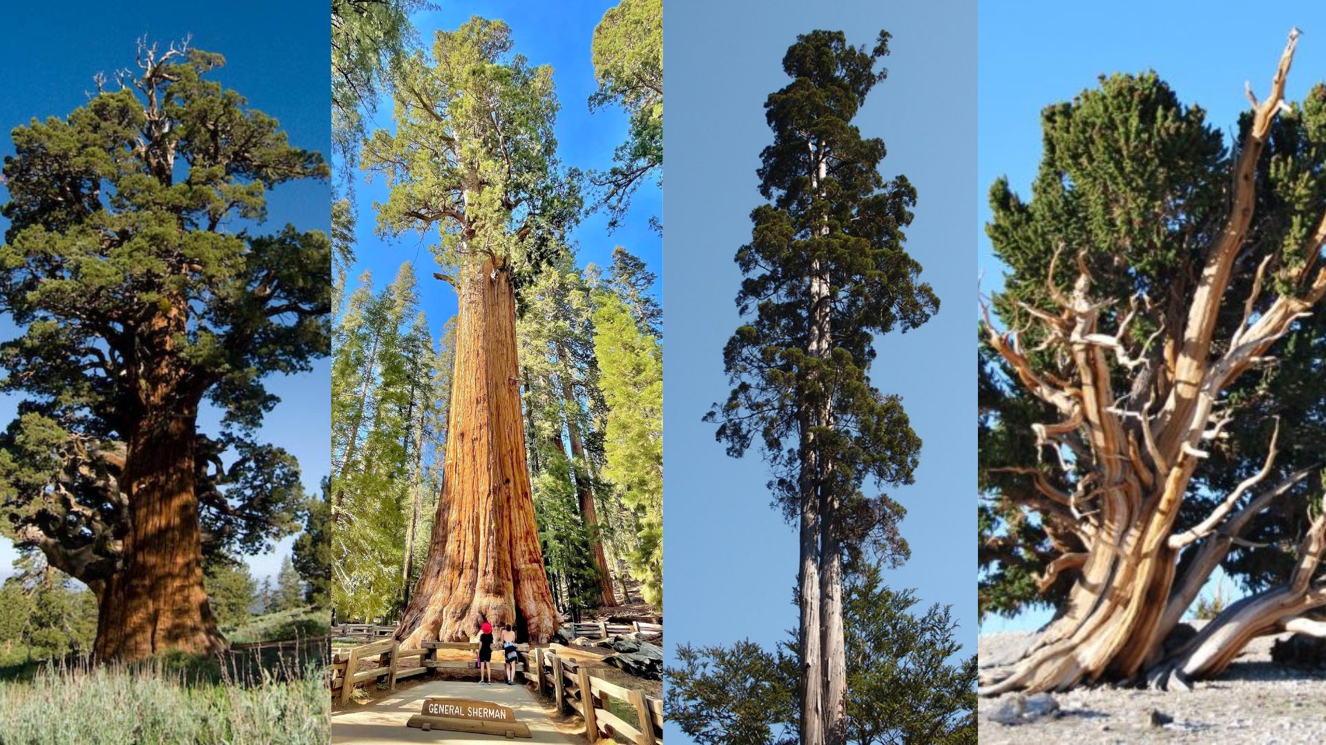 picture of a sierra juniper, giant sequoia, alerce, and great basin bristlecone tree