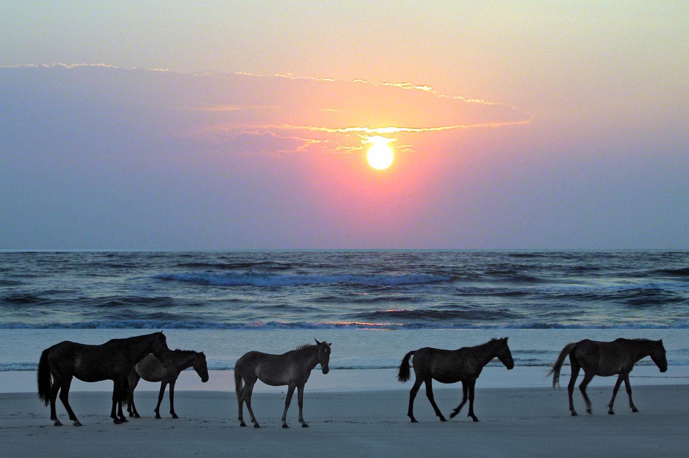 picture of horses walking through the beach with the sunrise in the back