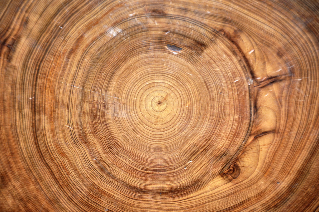 picture of bald cypress tree rings